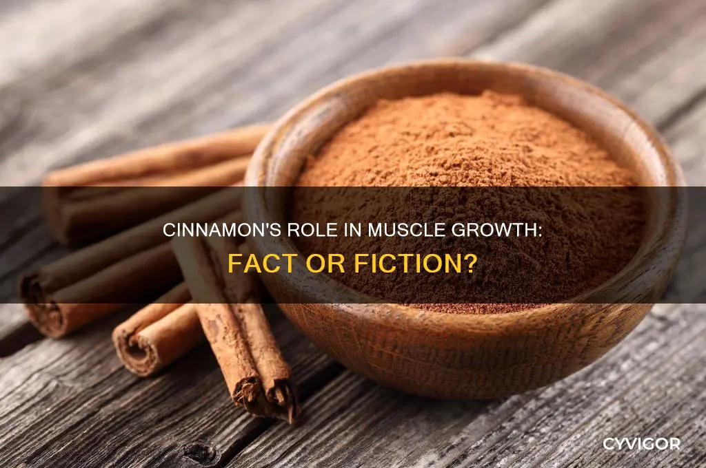 is cinnamon good for muscle growth