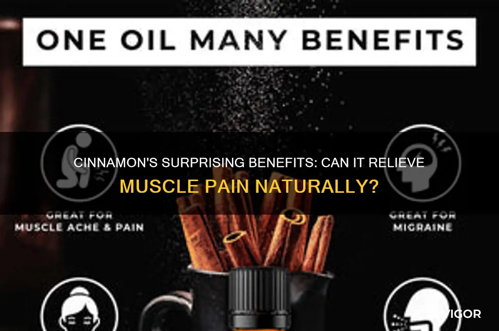 is cinnimon good for muscle pain