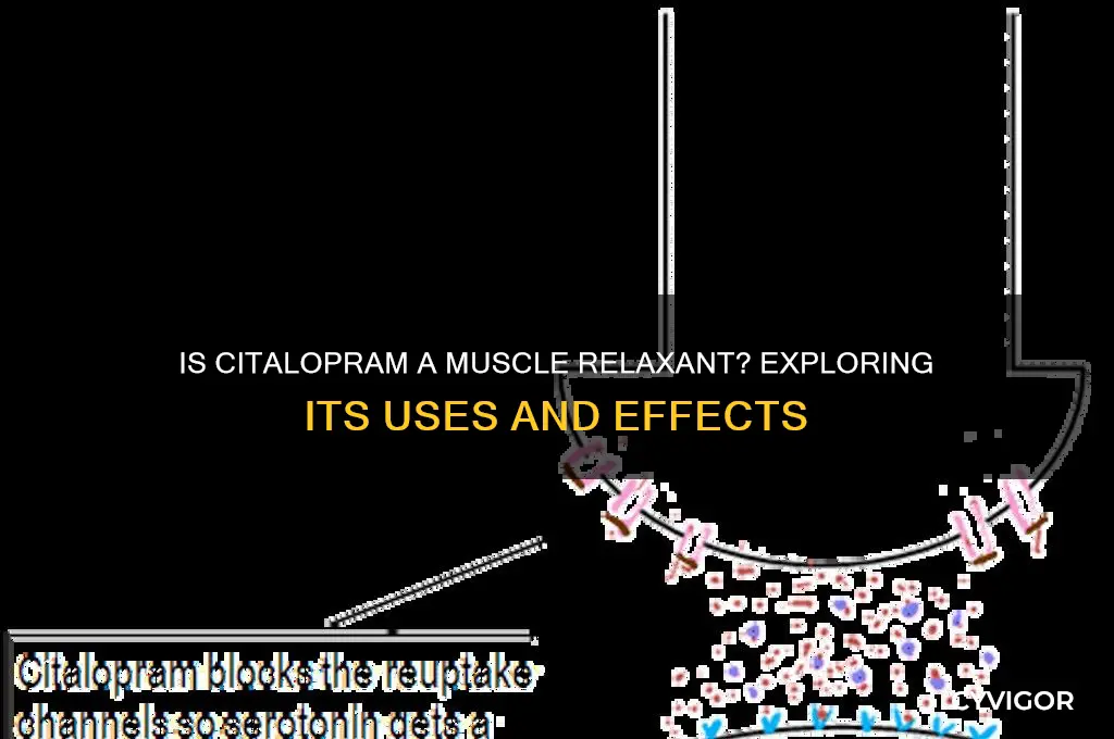 is citalopram a muscle relaxant