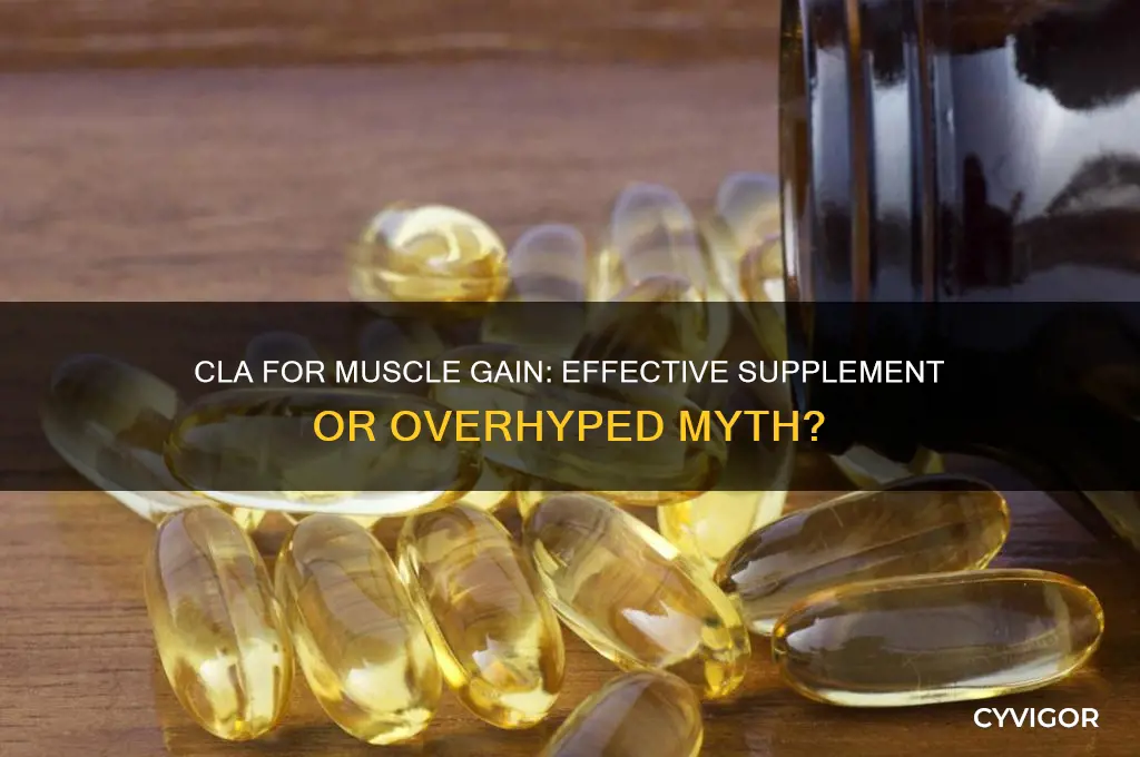is cla effective for muscle gain