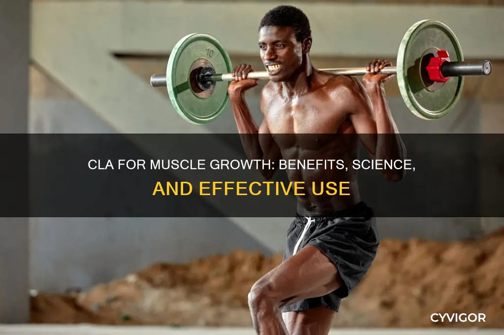 is cla good for muscle growth