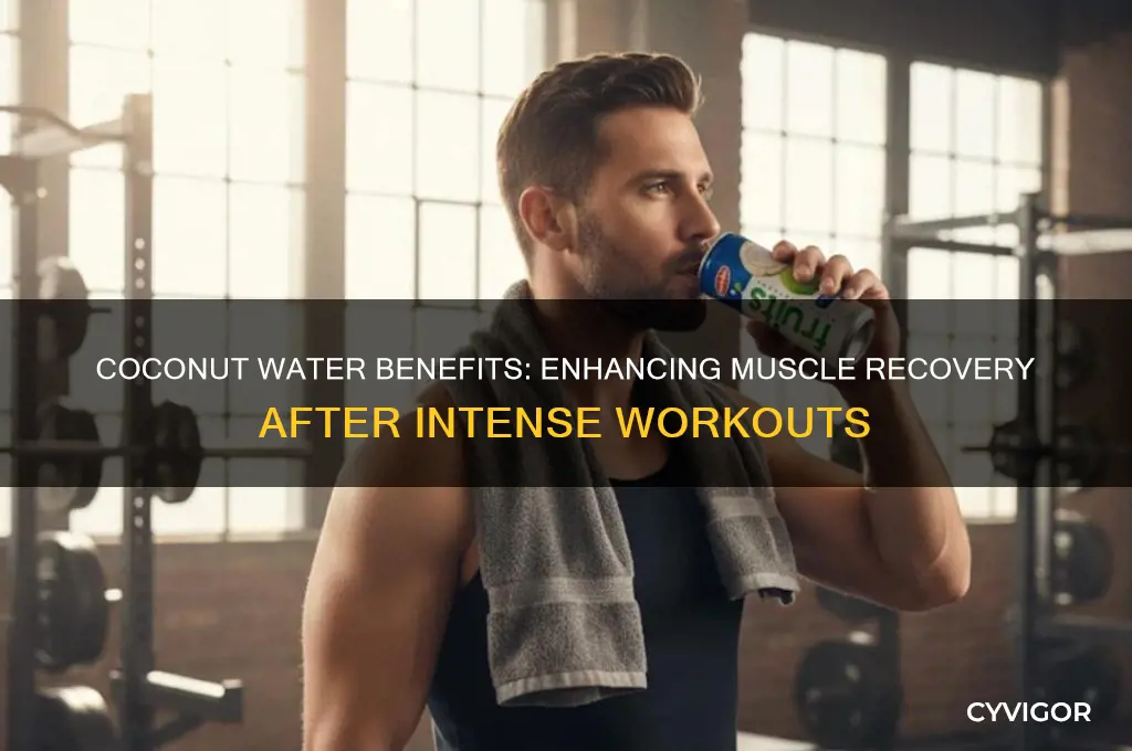 is coconut water good for muscle recovery