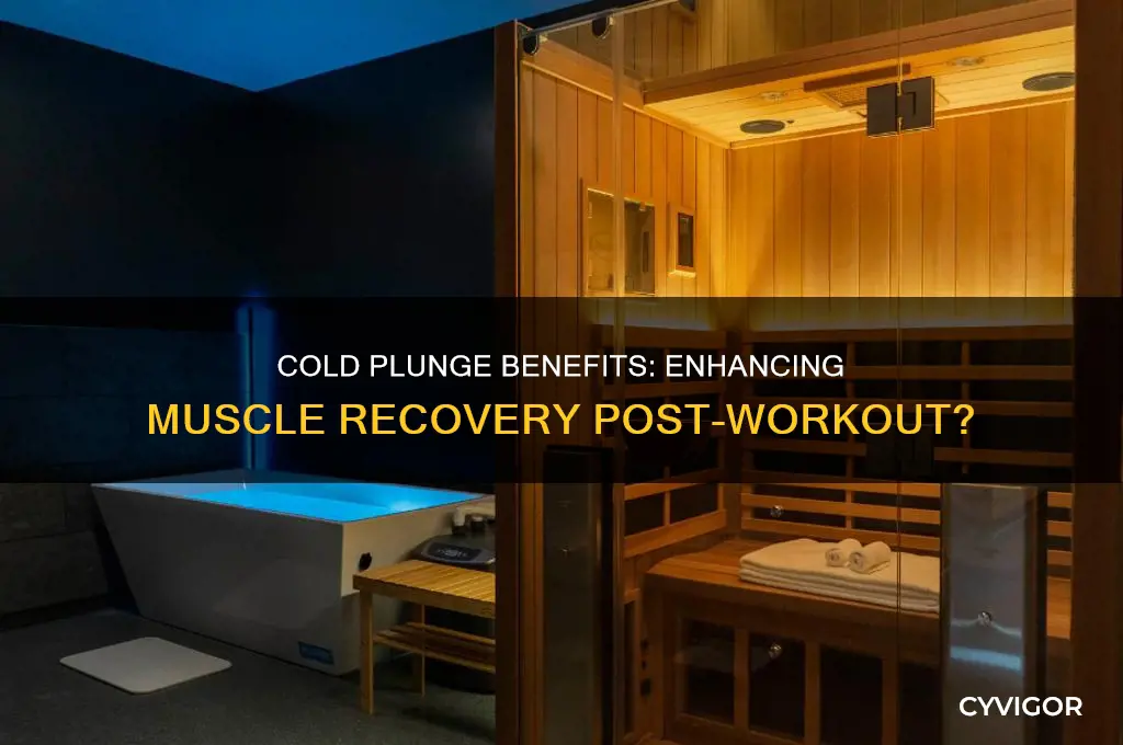 is cold plunge good for muscle recovery