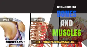 Collagen Benefits: Strengthening Bones and Muscles for Optimal Health