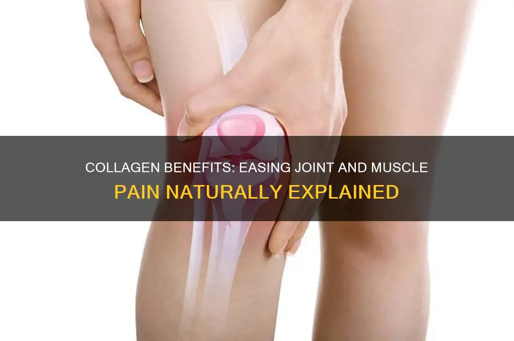 is collagen good for joint and muscle pain