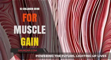 Collagen for Muscle Gain: Benefits, Myths, and Effective Strategies