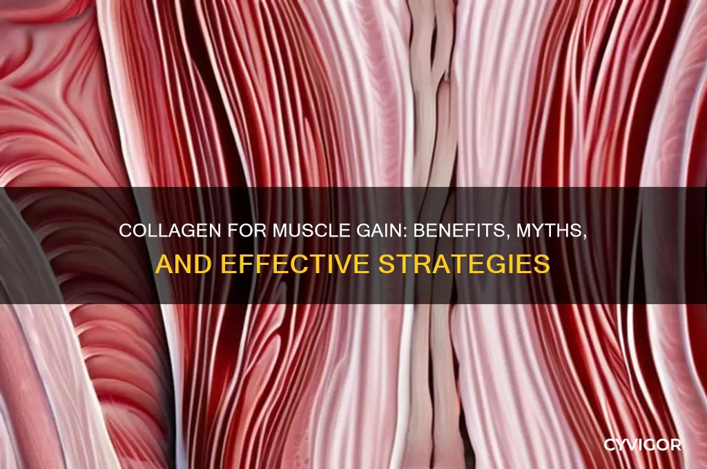 is collagen good for muscle gain