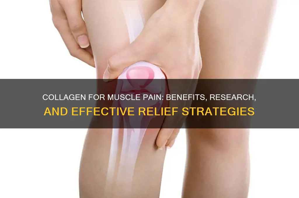 is collagen good for muscle pain