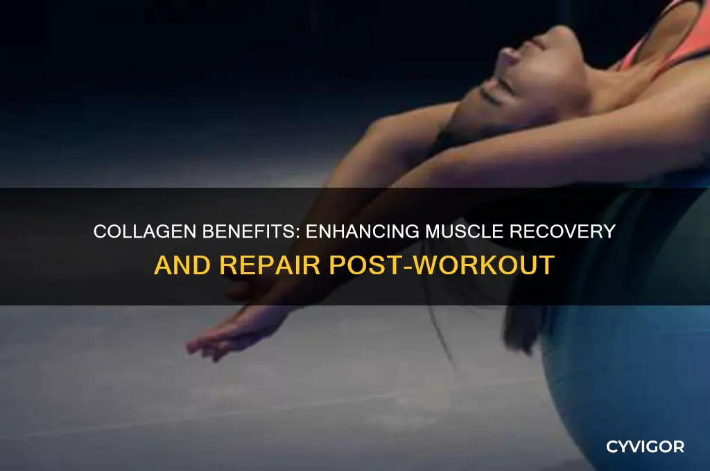 is collagen good for muscle recovery