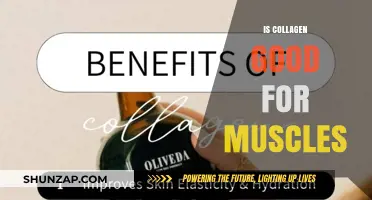 Collagen Benefits for Muscle Health: Strength, Recovery, and Flexibility Explained