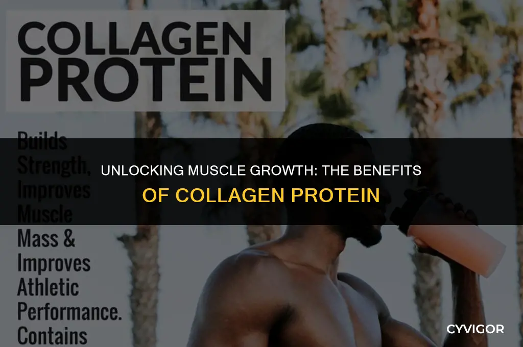 is collagen protein good for building muscle