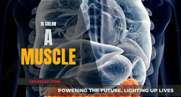 Colon: A Muscle or Not?