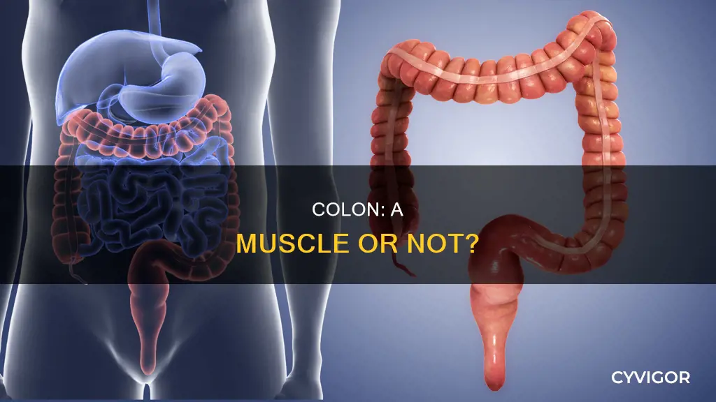 is colon a muscle