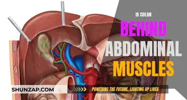 Where is Your Colon? Behind Abdominal Muscles