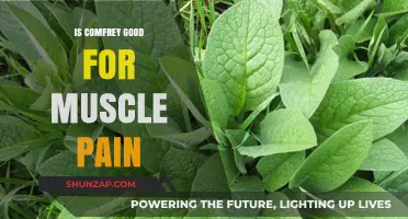 Comfrey for Muscle Pain: Benefits, Uses, and Safety Tips
