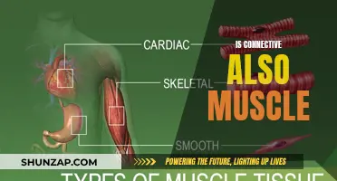 Connective Tissue and Muscle: What's the Connection?