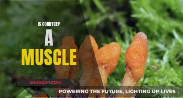 Cordyceps: A Unique Fungus with Muscular Powers