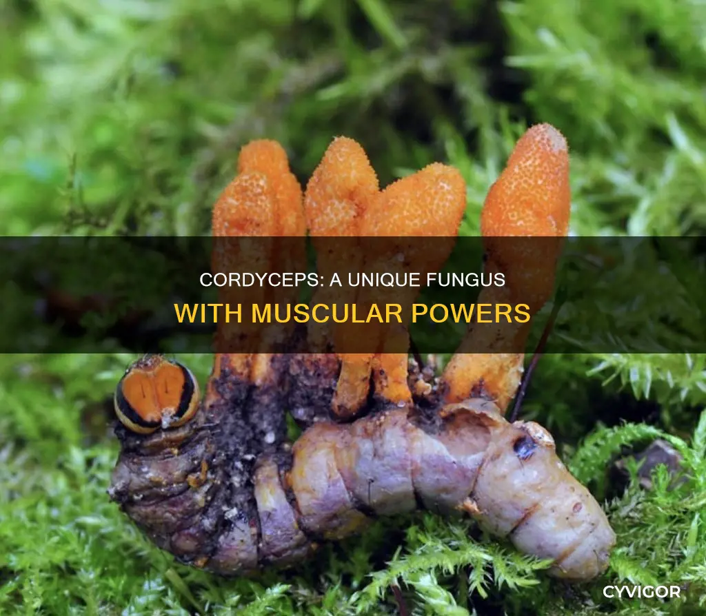 is cordycep a muscle