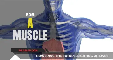 The Core: Exploring the Body's Muscle Powerhouse