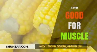 Is Corn a Muscle-Friendly Food? Nutrition Facts and Benefits