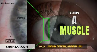 Cornea and Muscle: What's the Real Connection?