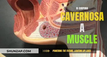 What is the Corpora Cavernosa? Muscular or Not?
