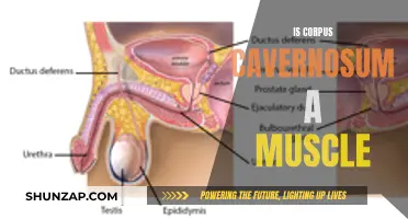 What is the Corpus Cavernosum and is it Muscular?