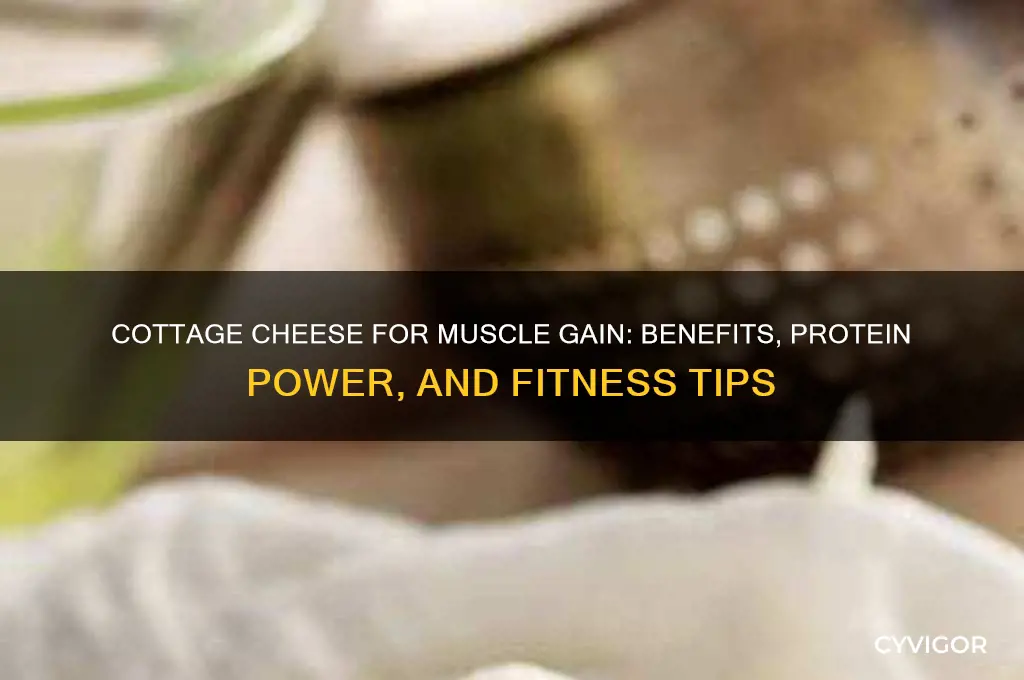 is cottage cheese good for muscle gain