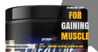 Creatine for Muscle Gain: Benefits, Myths, and Effective Usage