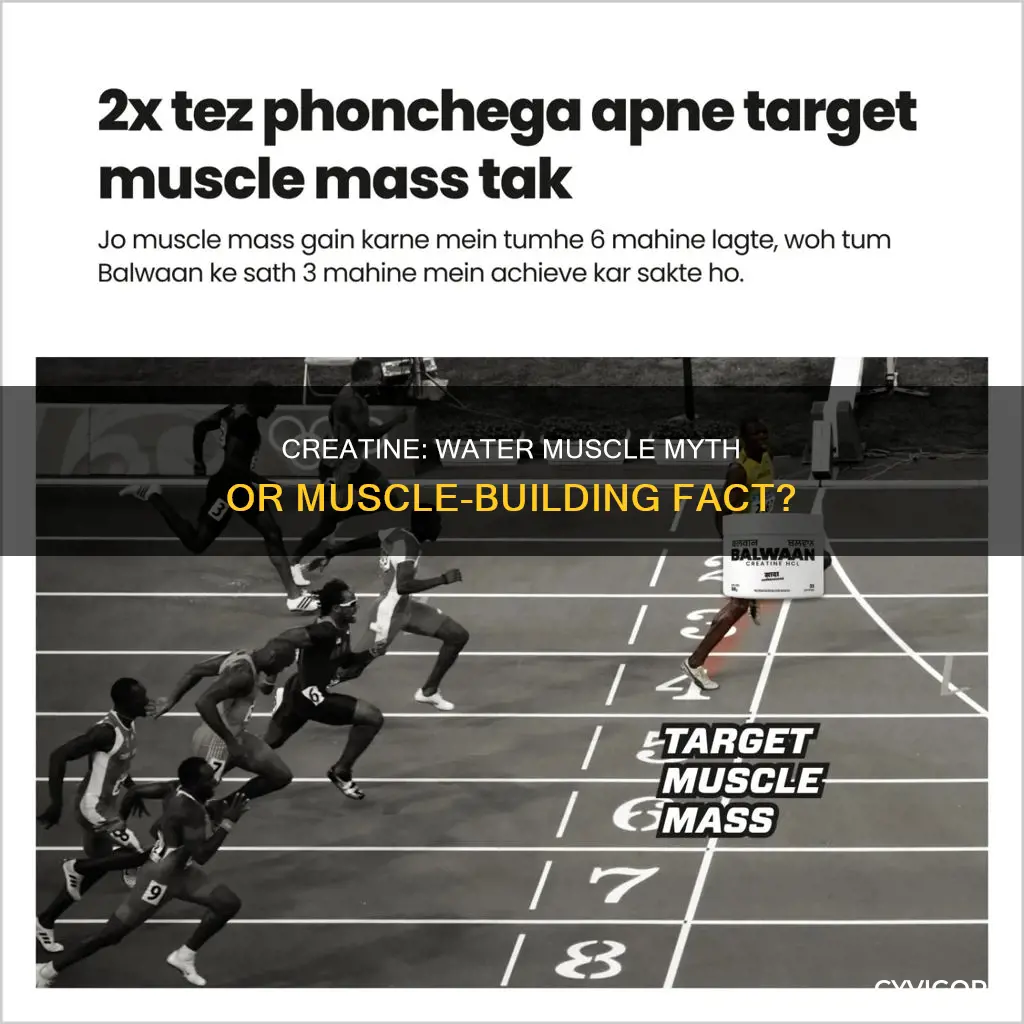 is creatine just water muscle