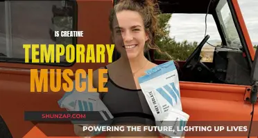 Creatine: Muscle Gain or Loss When You Stop?