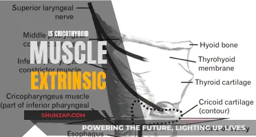 Cricothyroid Muscle: An Intrinsic or Extrinsic Mystery?