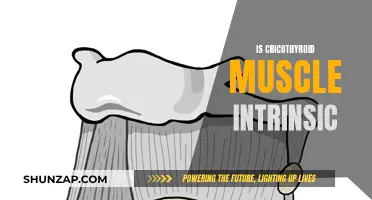 The Cricothyroid Muscle Intrinsic: What You Need to Know