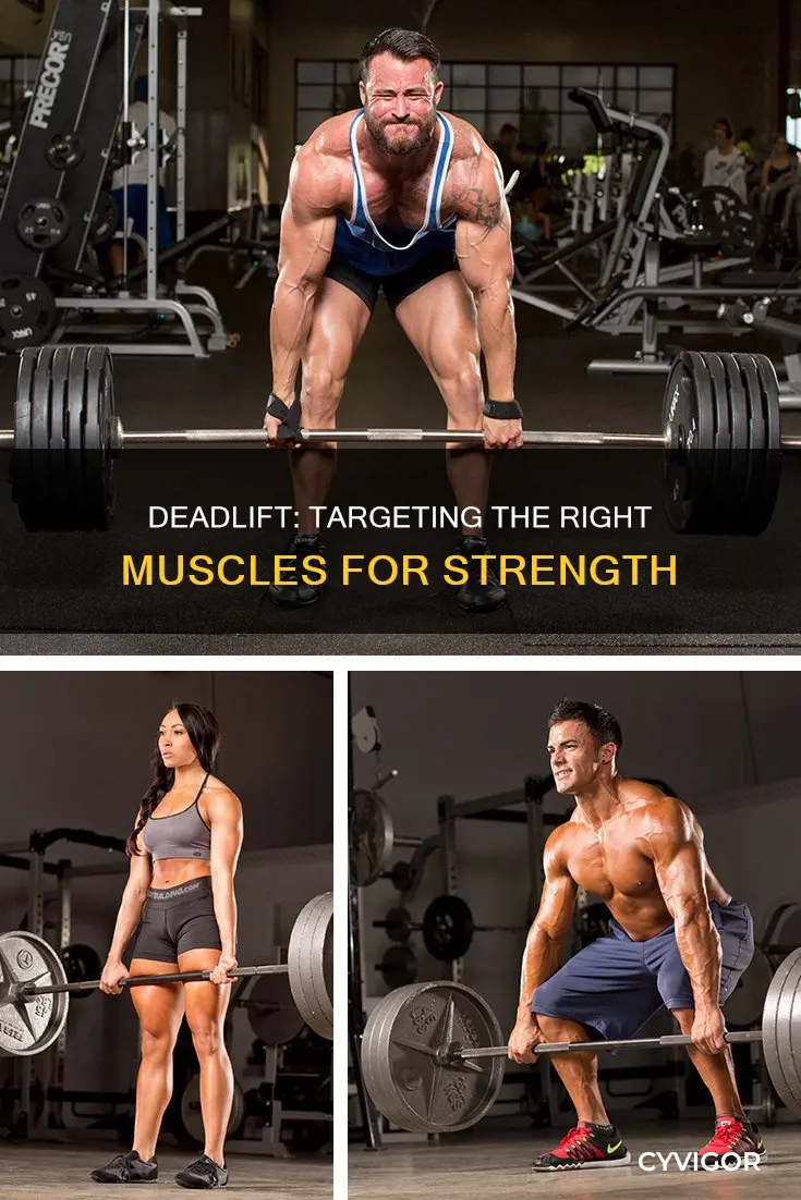 is deadlift target muscle