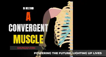 Deltoid Muscle: A Powerful Convergent Force