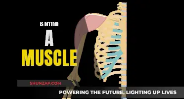 Deltoid Muscle: What Is It and Where Is It Located?