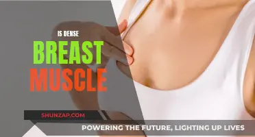 Breast Density: Understanding the Muscle and Tissue Composition