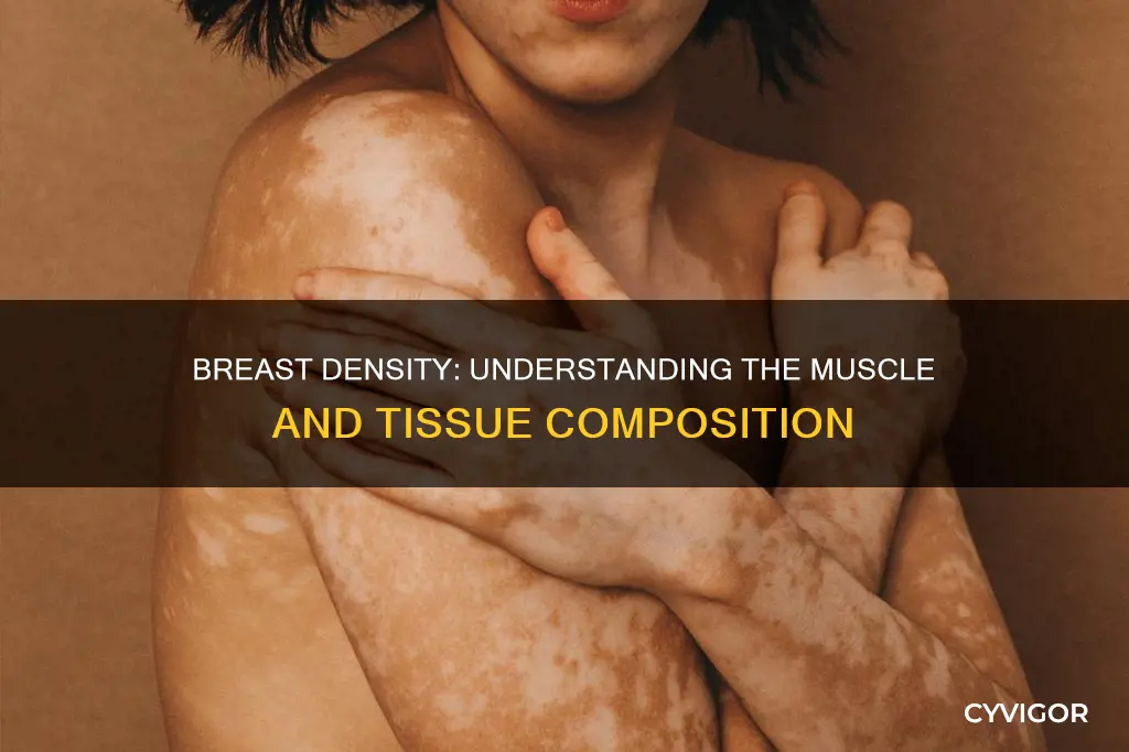 is dense breast muscle