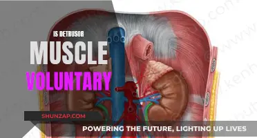 Understanding the Detrusor Muscle: Voluntary or Involuntary?