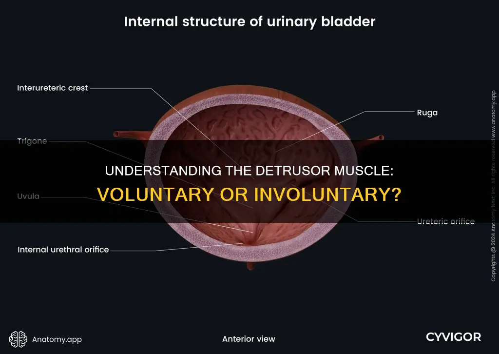 is detrusor muscle voluntary