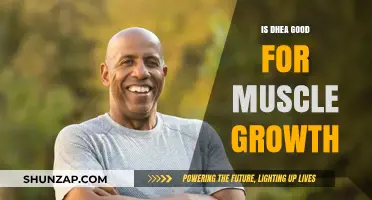 DHEA for Muscle Growth: Benefits, Risks, and Scientific Insights