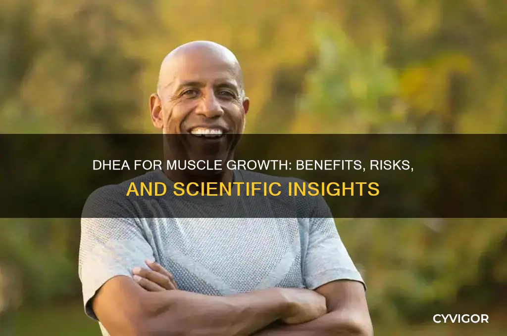 is dhea good for muscle growth