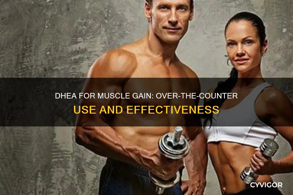 is dhea used over the counter for muscle gain
