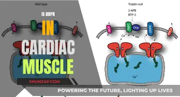 The Role of DHPR in Cardiac Muscle Function