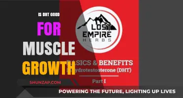 DHT and Muscle Growth: Benefits, Myths, and Scientific Insights