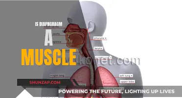 Diaphragm: A Muscle That Controls Your Breathing