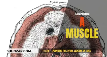 What is a Diaphragm? Muscle or Membrane?