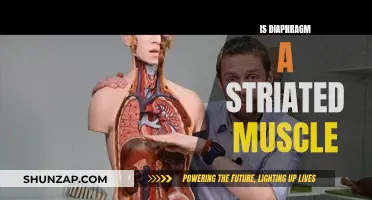 Diaphragm: Striated Muscle or Not?