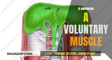 Diaphragm: Exploring Voluntary Control Over This Vital Muscle