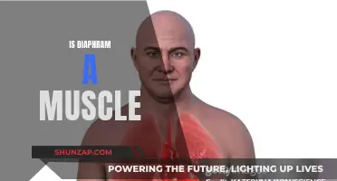 Diaphragm: A Muscle That Separates the Chest and Abdomen